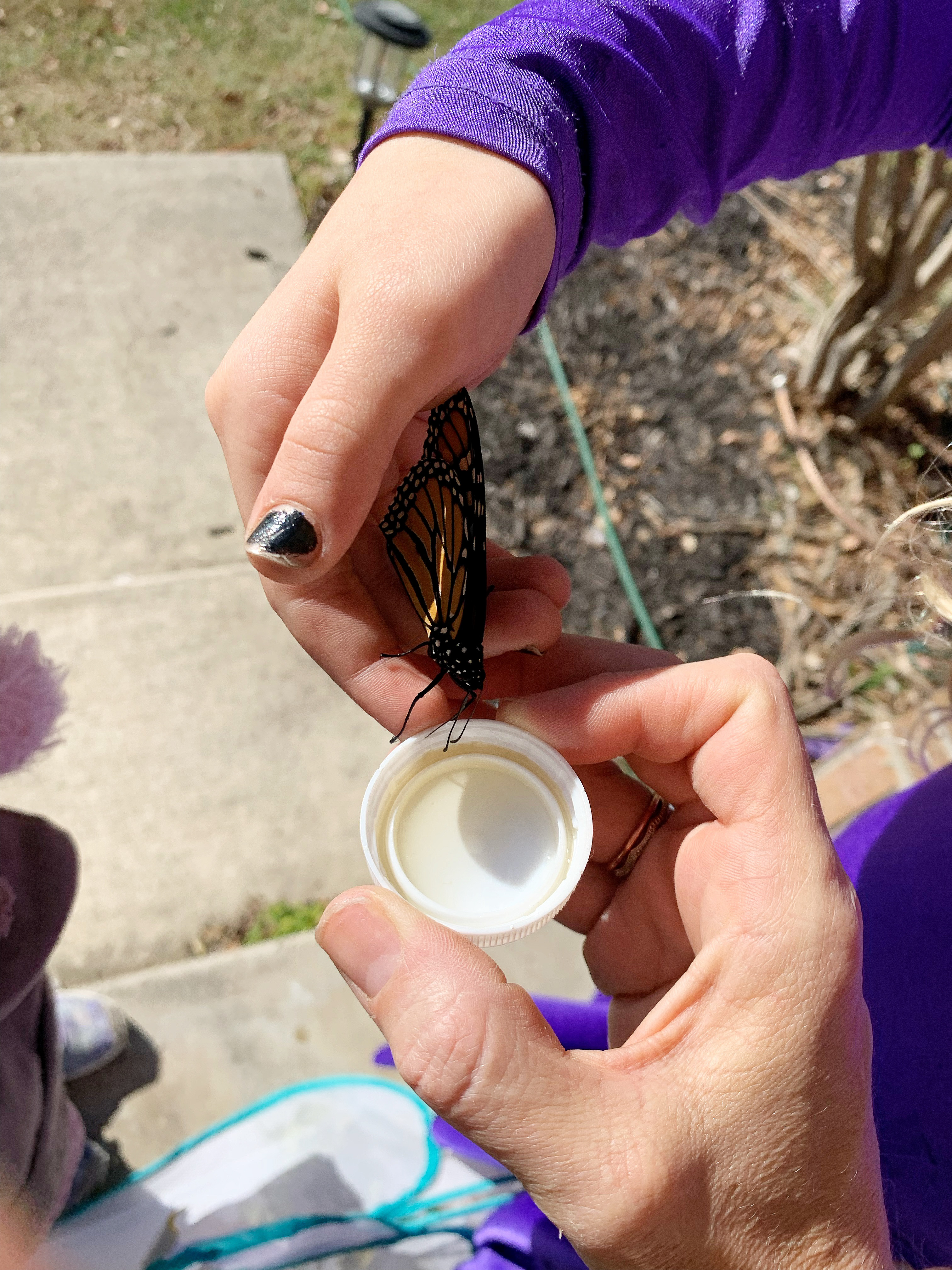 feeding-butterfly